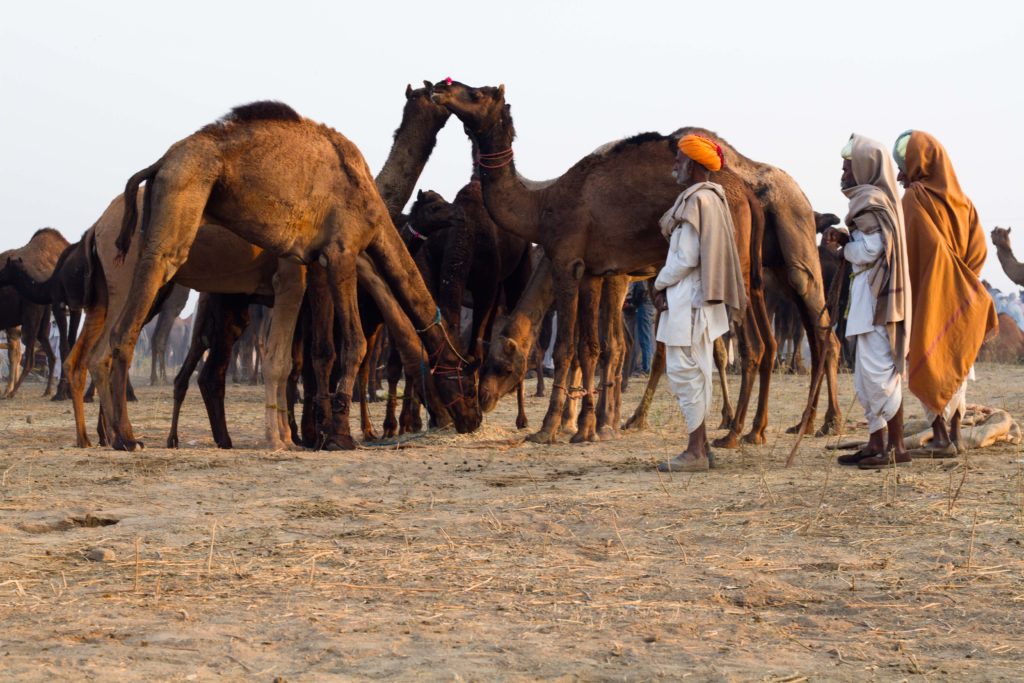 photographing in camel fair 