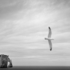 Seagull, Etretat, France