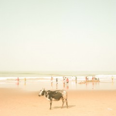 Cow at the beach, Gokarna , India 2018,cow at the beach, India, fine art photograph, seascape, travel photography, fotografo, film photography, raffaele ferrari photography
