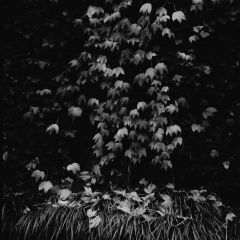 Leafs, Venezia, Italy, Guggenheim Museumrolleiflex planar