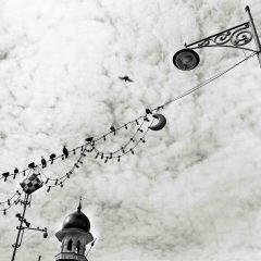 Bird, Penang, MalaysiaRolleiflex Planar