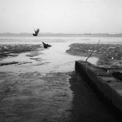 Two Birds, Penang, Malaysia Rolleiflex Planar,