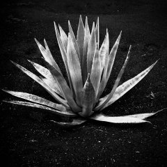 Agave, Lanzarote, Spain