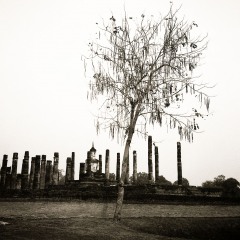 Tree, Sukhothai, Thailand