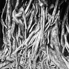 Roots, Bangkok, Thailandrolleiflex planar