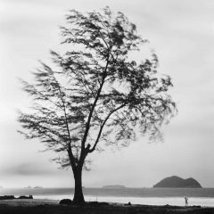 Tree, Songhkla,Thailand