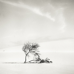 Raffaele_Ferrari_WalkinFuerte_6