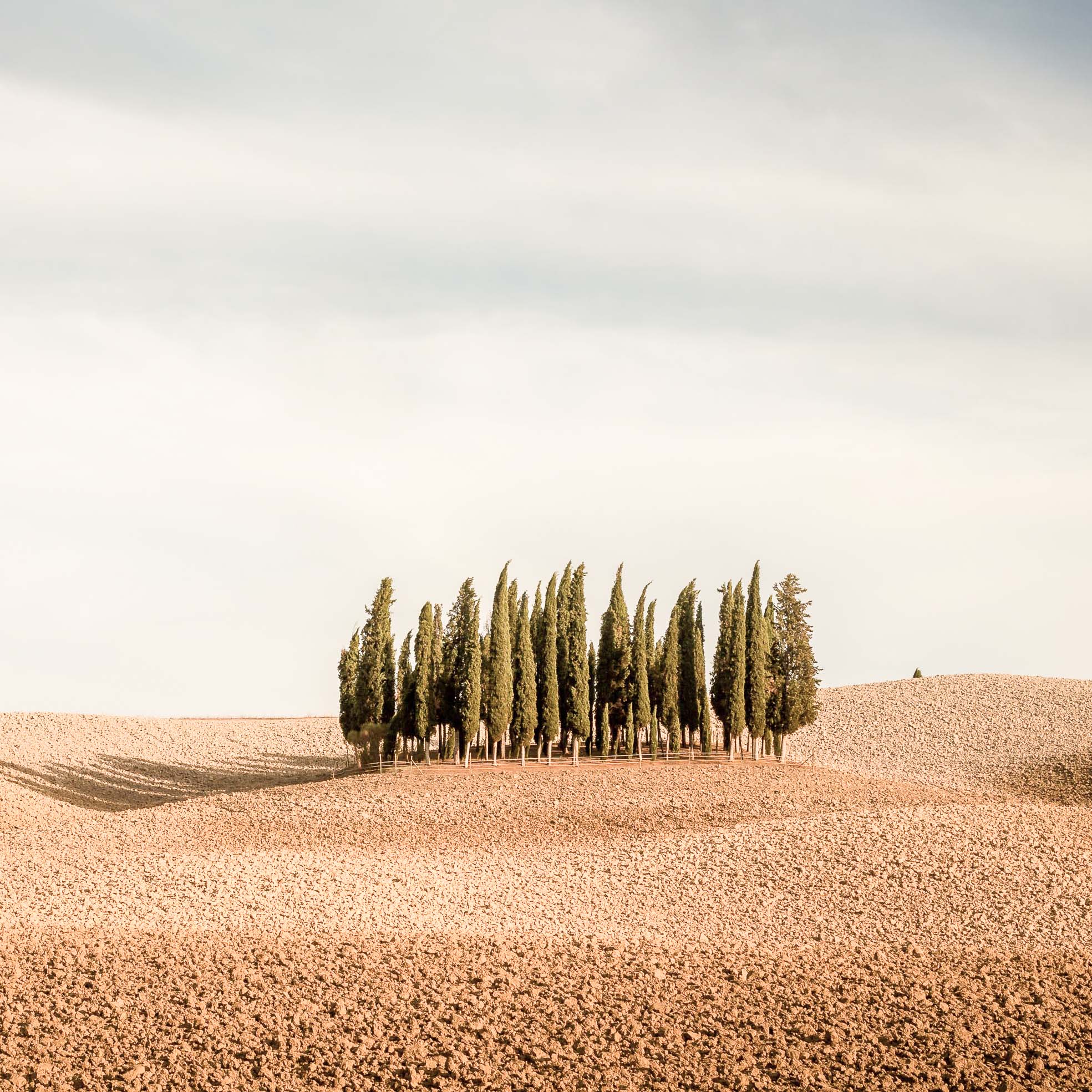 Canopy's Latest Tree Talks with Edward Burtynsky - Canopy