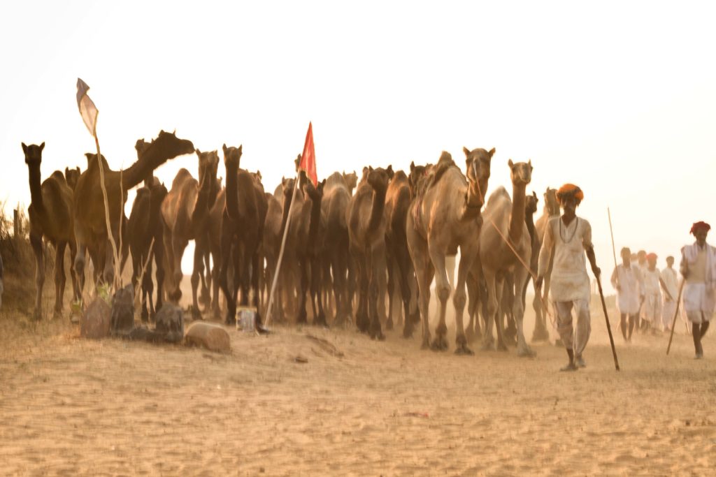 Travel photography Camel Fair 