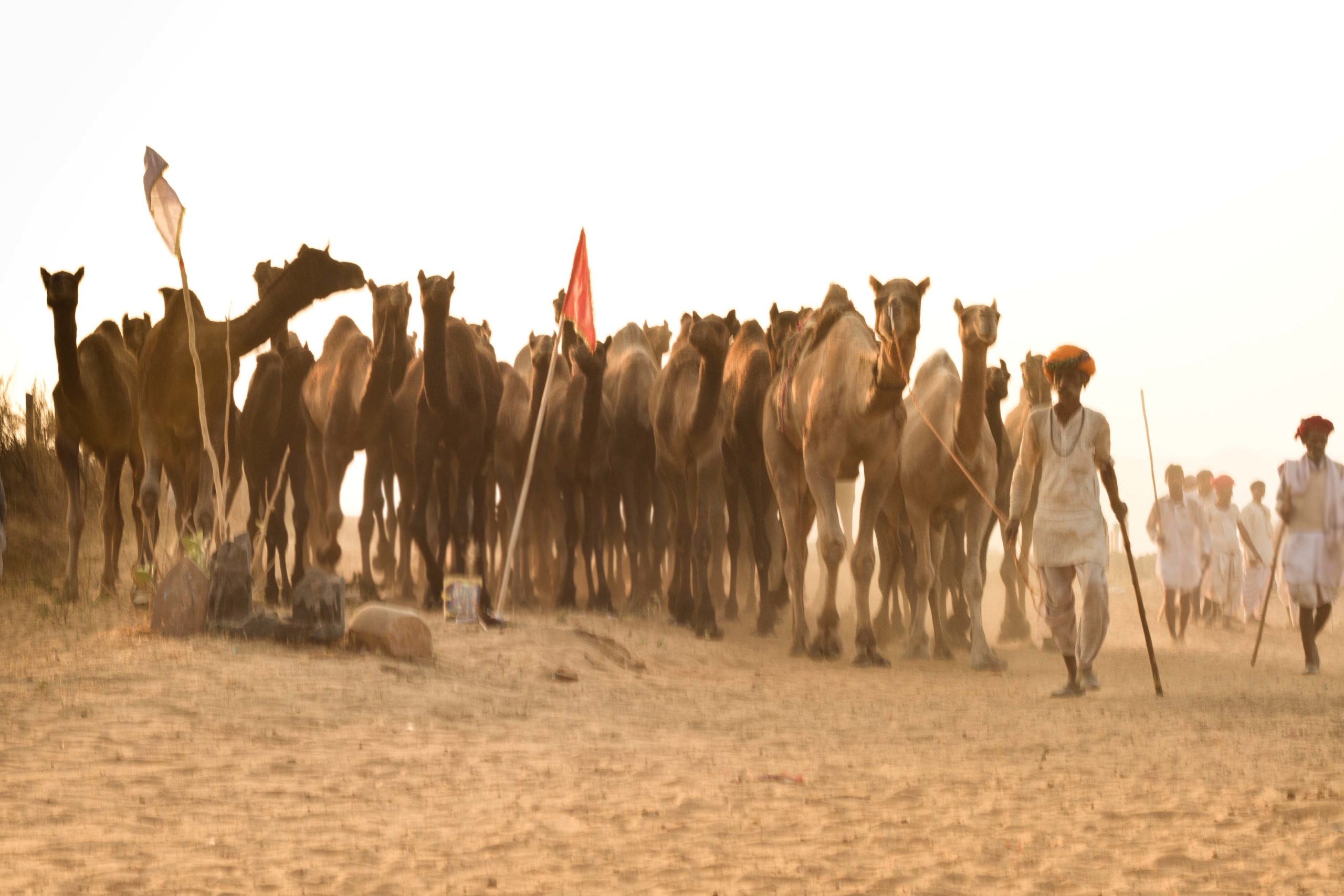 Travel photography Camel Fair