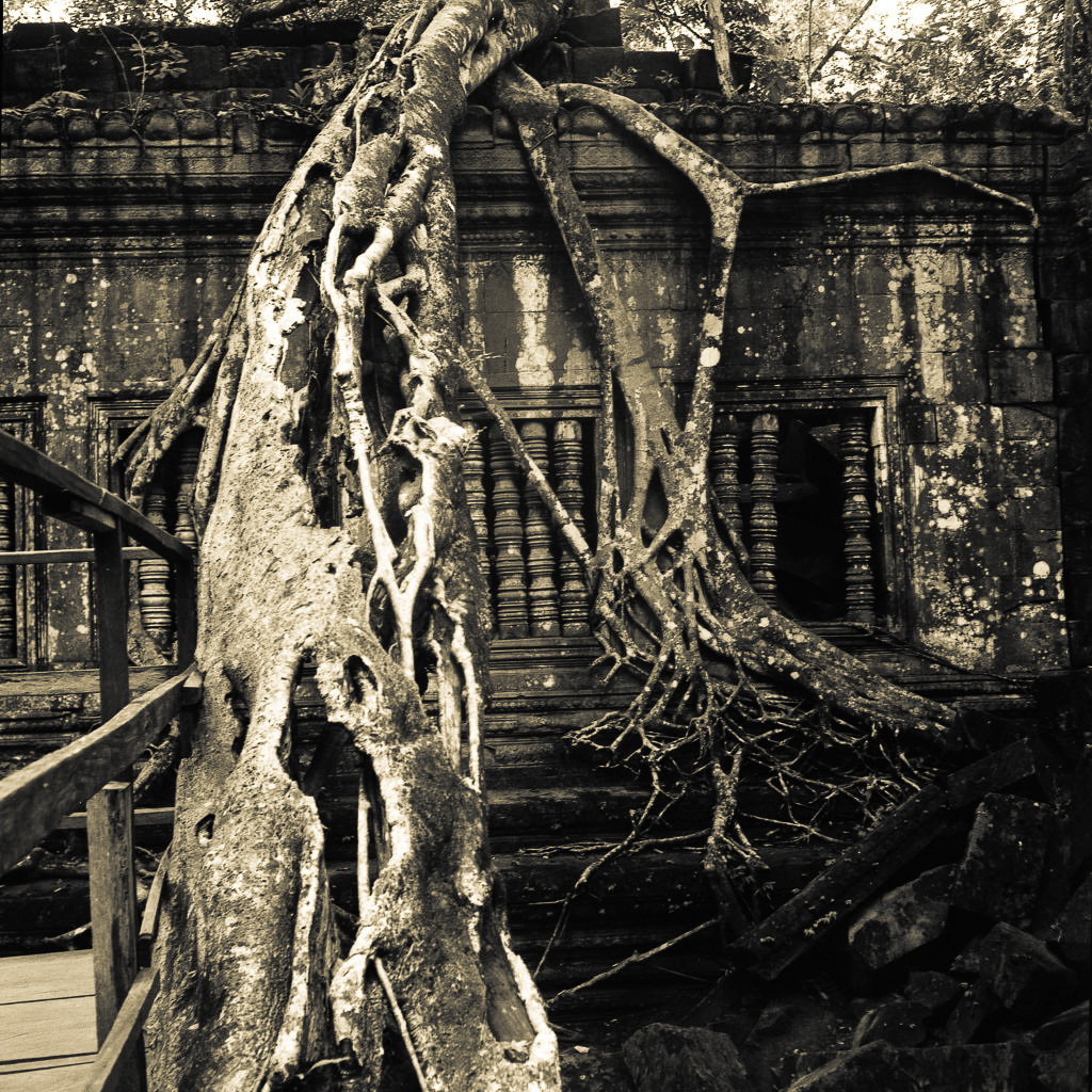 Photograph Angkor Wat Cambodia — ancient roots temple stones documentary archaeological photography fine art