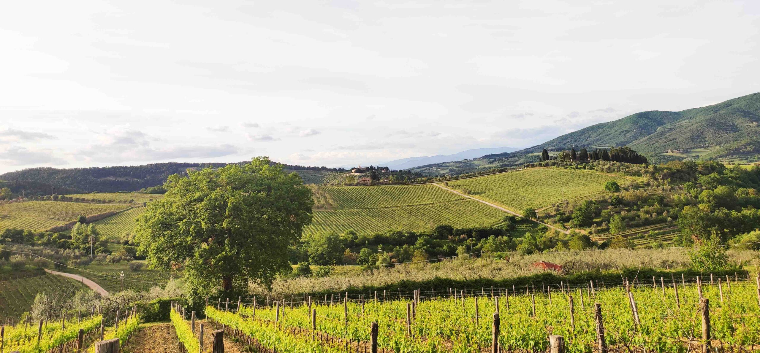 1687771688373_1 Photograph Chianti