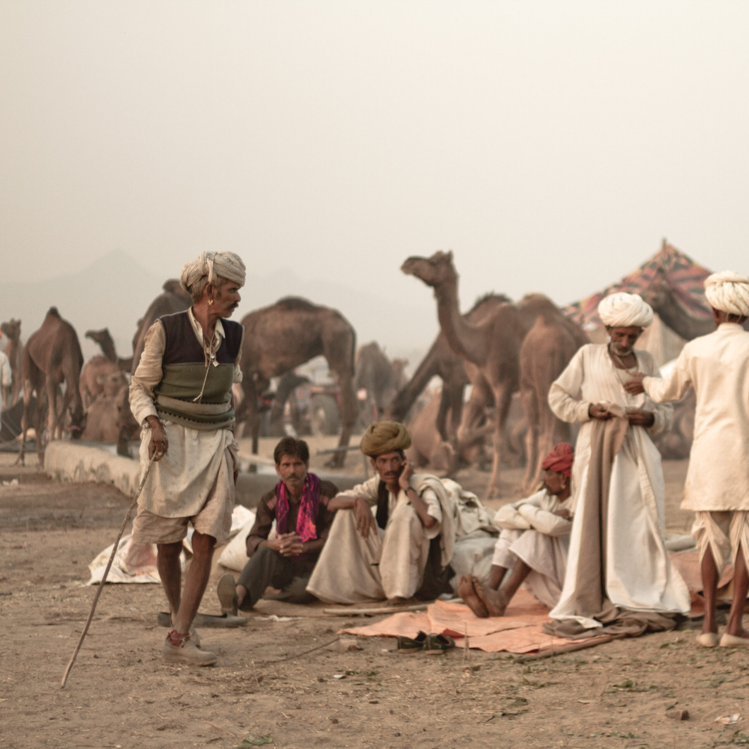 camel fair festival pushkar